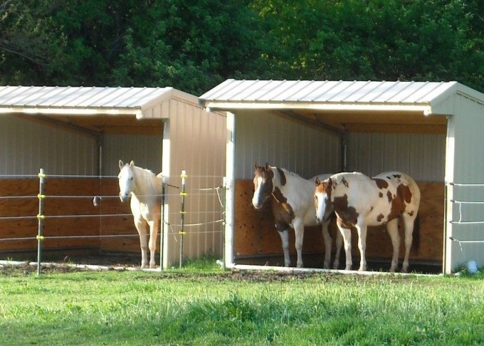 3 Sided Shed For Horses
