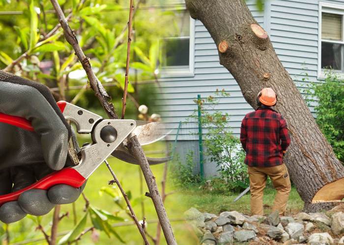 How-to-remove-a-tree